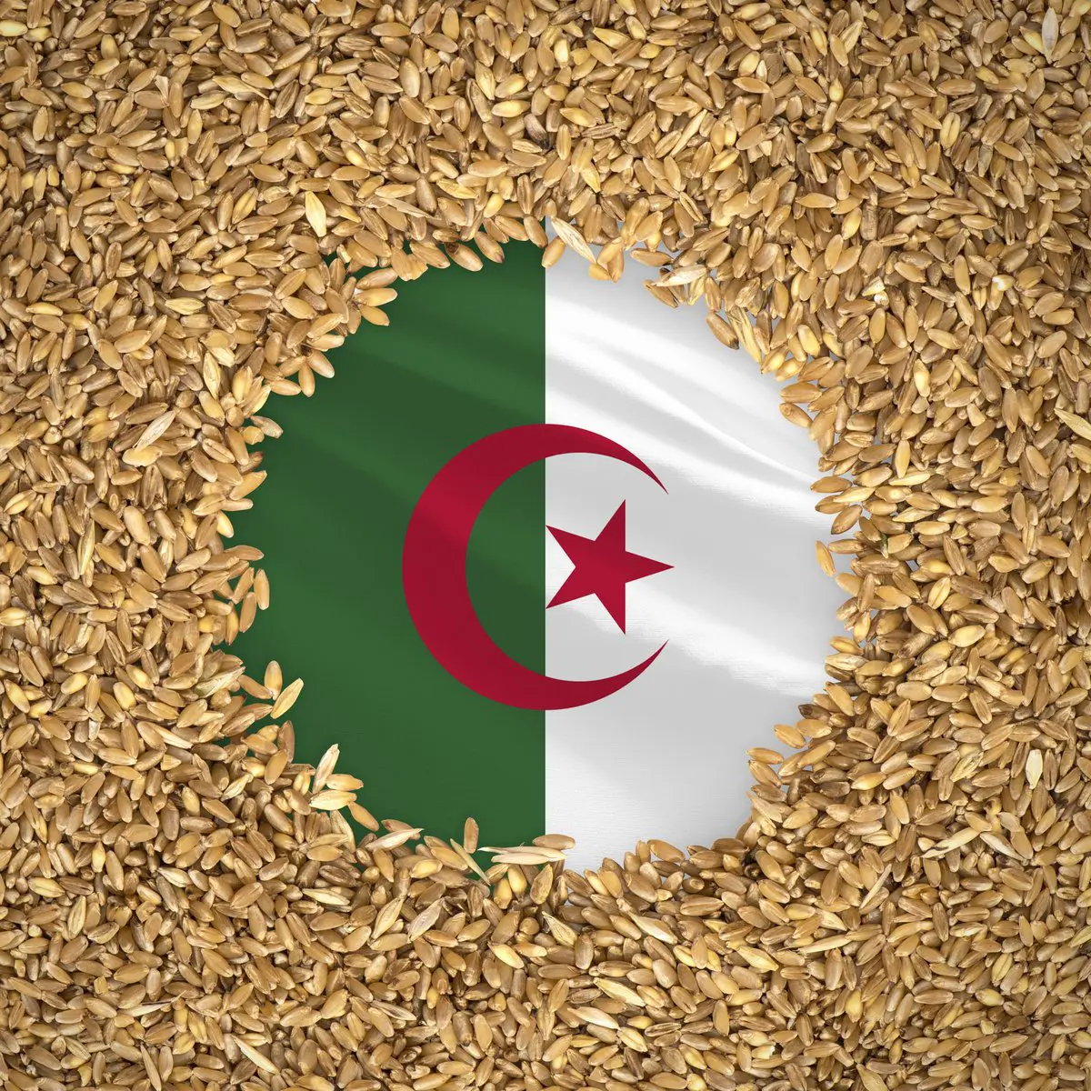 الجزائر اشترت قمحا في مناقصة عالمية