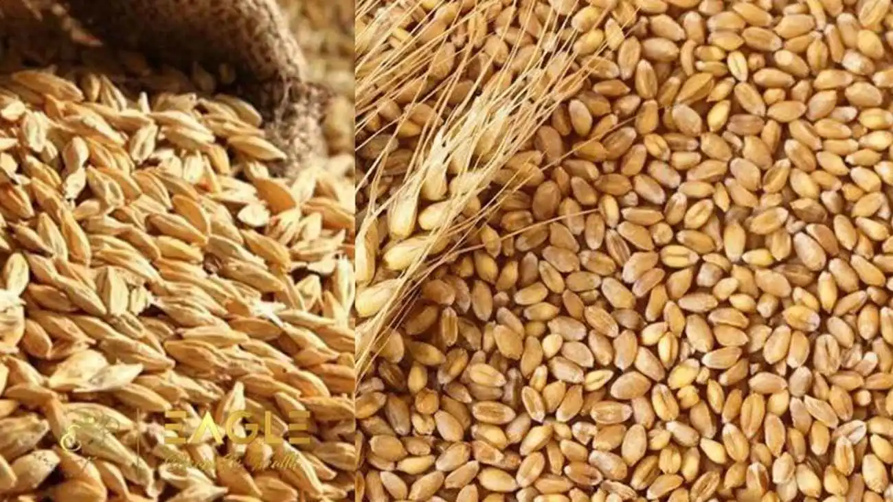 خبز العالم في خطر.. التوترات الجيوسياسية تهدد تجارة القمح العالمية