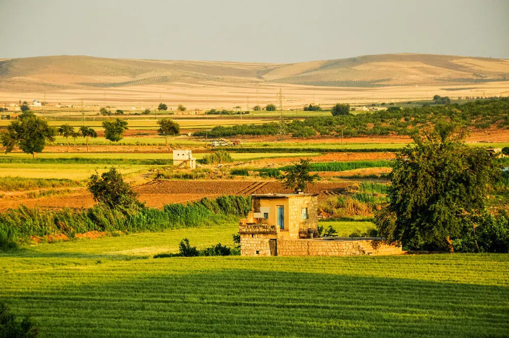 سوريا تحدد سعر شراء القمح المحلي هذا العام