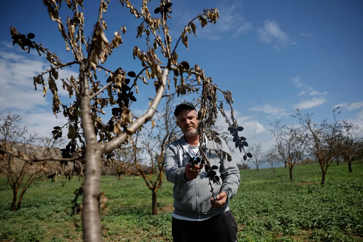 اليونان.. تحذير للمزارعين من "آفة غازية" تدمر المحاصيل