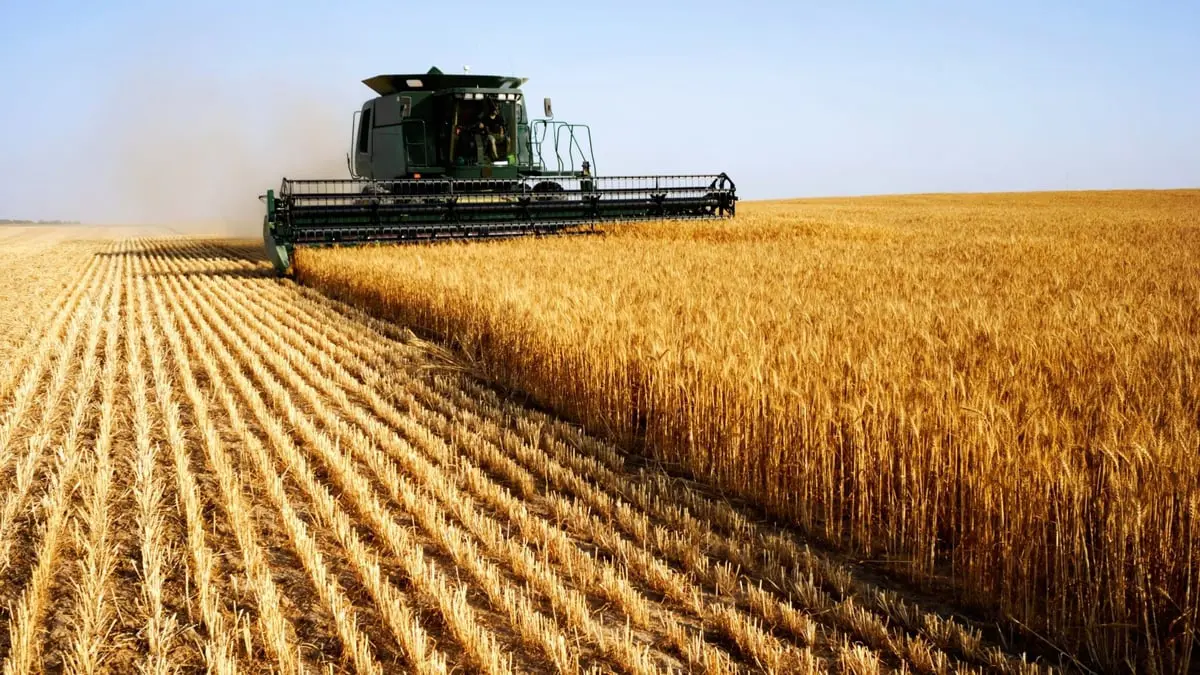 روسيا تتوقع محصولا قياسيا من الحبوب بنحو 142 مليون طن
