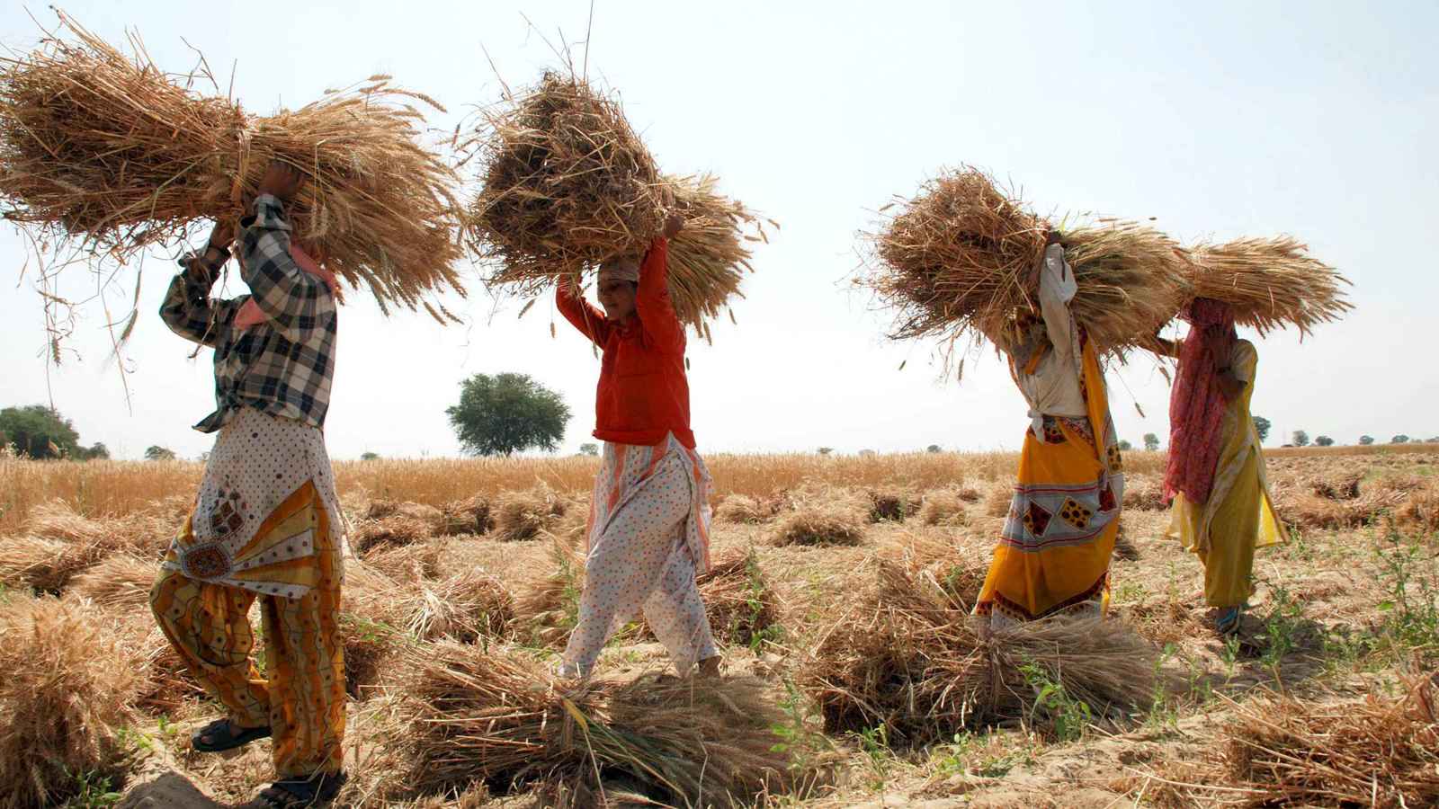 مزارعو الهند يثورون على فتح السوق المحلي للسلغ الغذائية الأميركية 