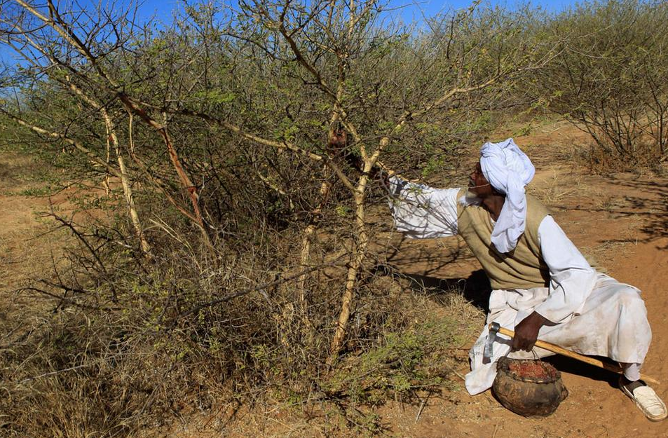 السودان.. إمدادات الصمغ العربي وصناعة المشروبات الغازية بخطر