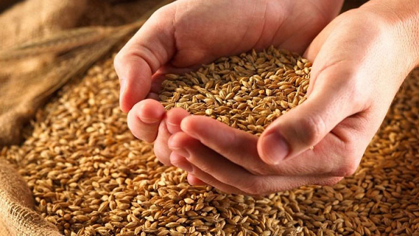 العراق.. طرح مناقصة لشراء 200 ألف طن من القمح