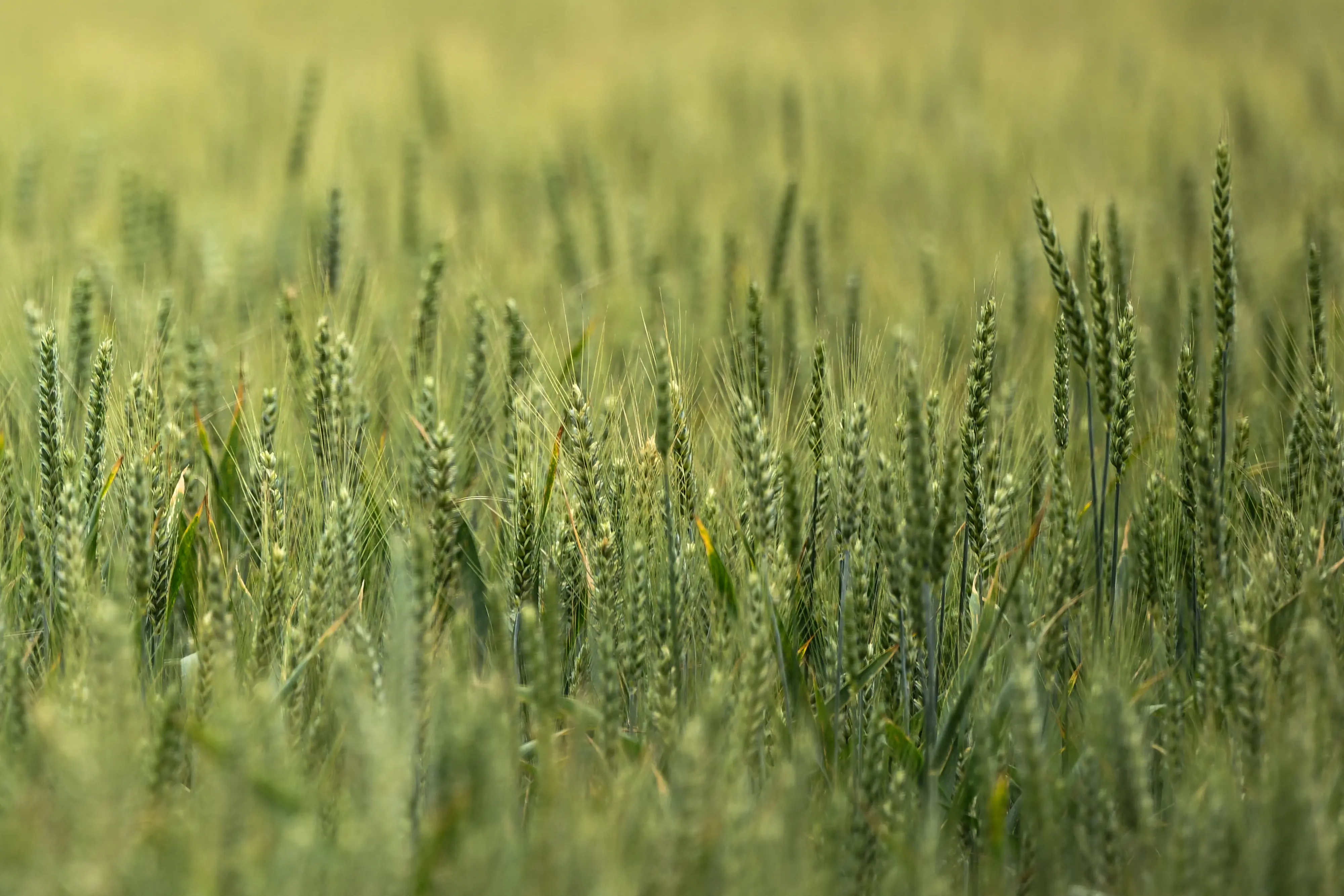السعودية تطرح مناقصة لشراء 595 ألف طن من القمح