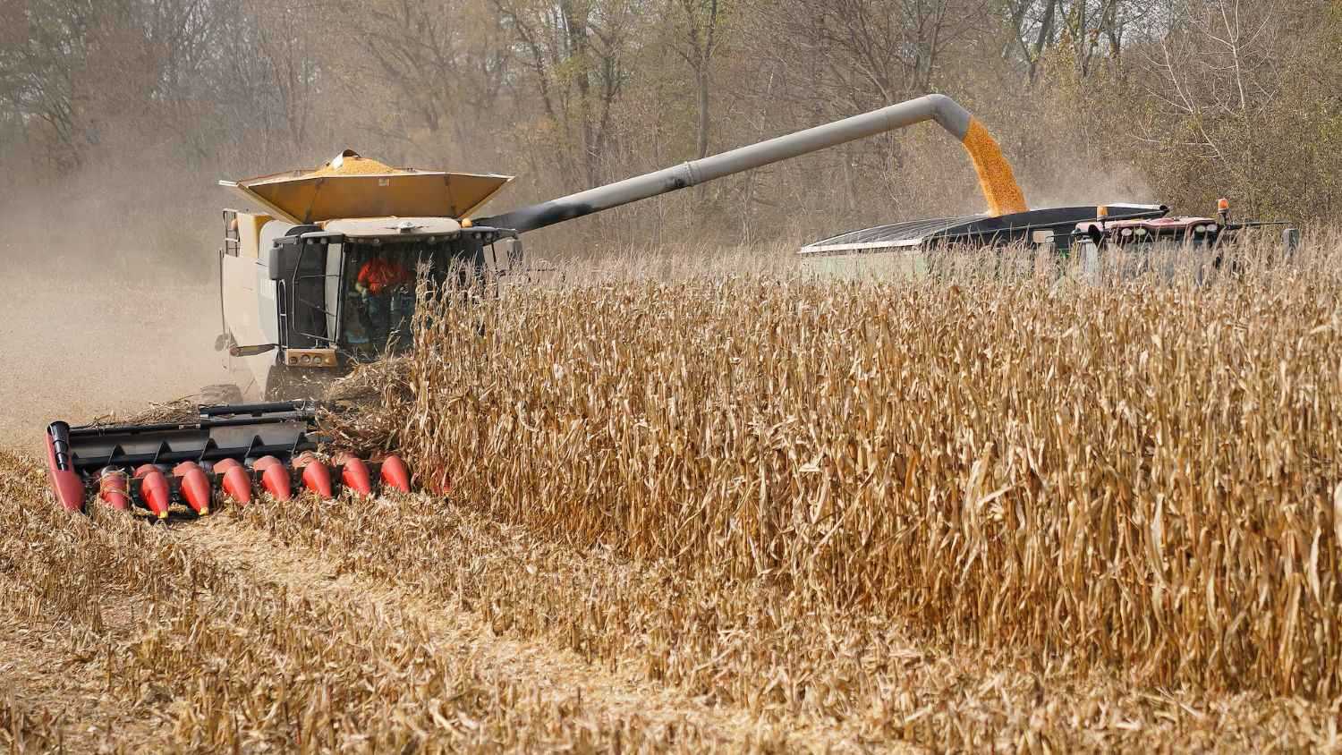 تعديل مراكز قبل عطلة الفصح يضغط على أسواق الحبوب 