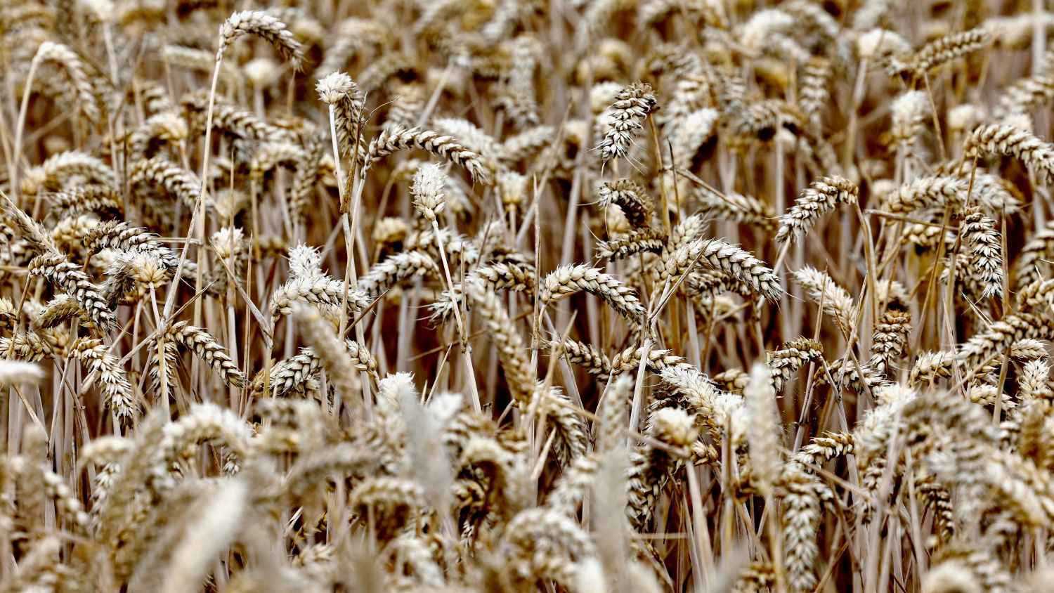 أسعار القمح ترتفع مع صعود النفط وسط مخاوف إمدادات الطاقة 