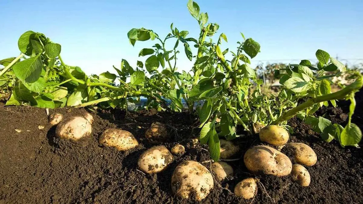 ارتفاع كبير في صادرات مصر للحاصلات الزراعية.. البطاطس تتصدر عالميا