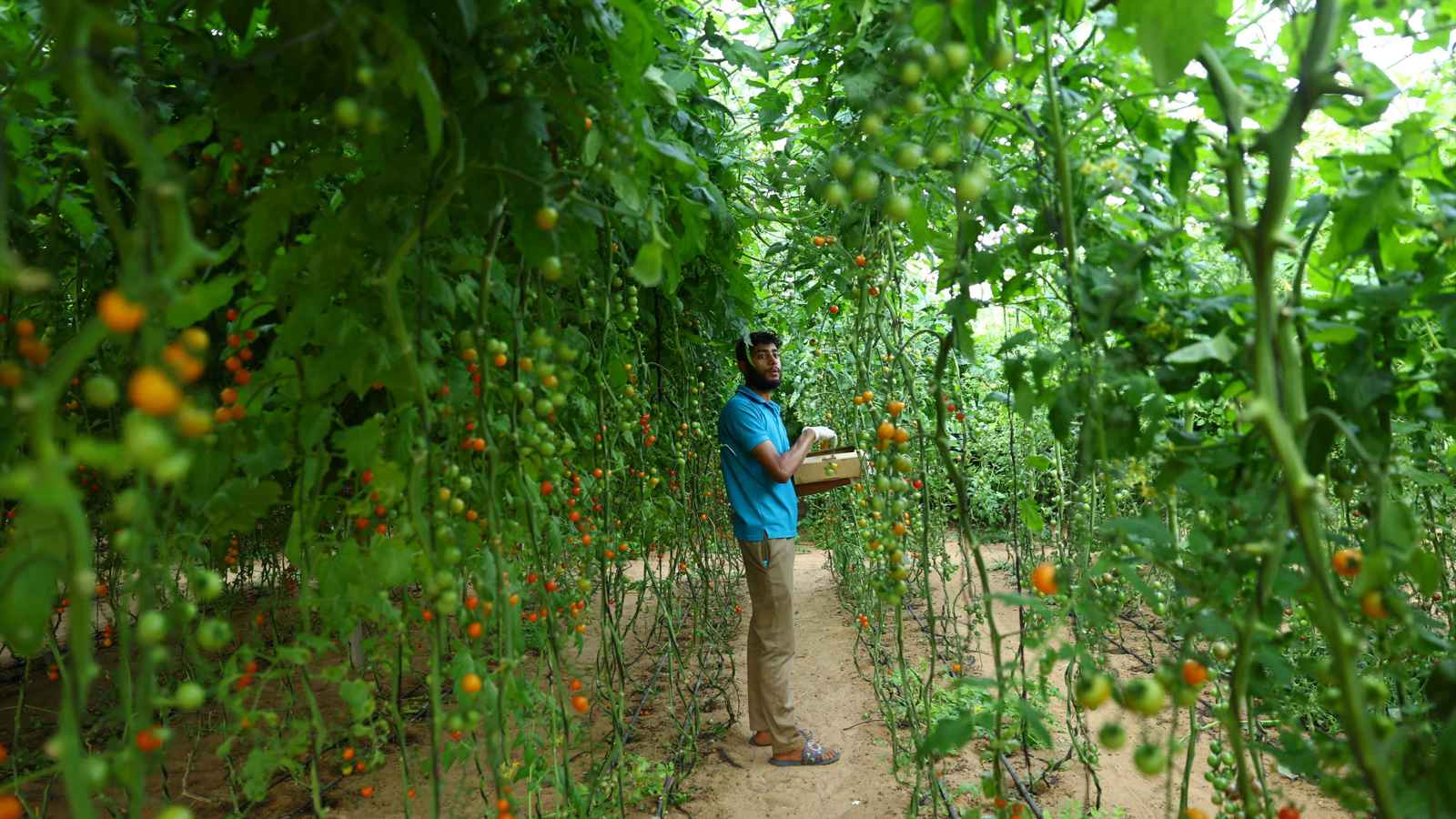 اختبار الأزمات الكبرى.. هل يتحمّل أمن الخليج الغذائي الصدمات؟ 