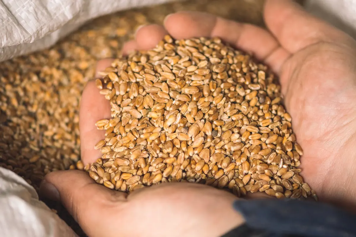 إجراءات مغربية لدعم تخزين القمح وسط تراجع الإنتاج