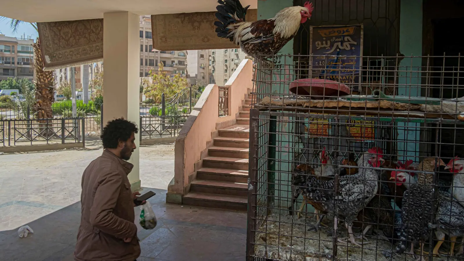 بورصة الدواجن في مصر اليوم.. السوق تواصل استقرارها