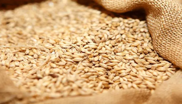 مصر تشتري 1.5 مليون طن من القمح المحلي منذ بداية الموسم