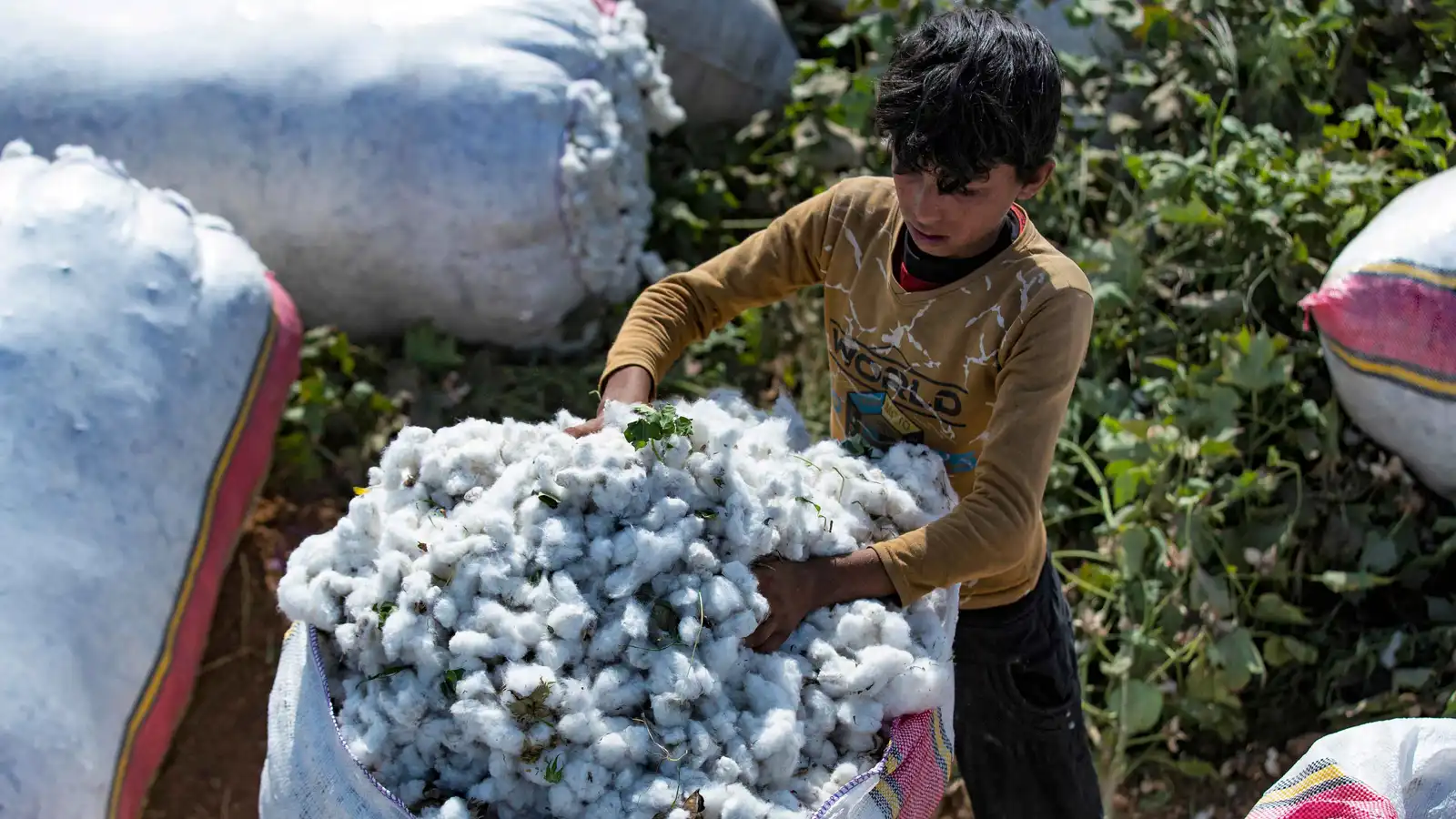 سوريا تتوقع إنتاج 79.5 ألف طن من القطن خلال الموسم الحالي