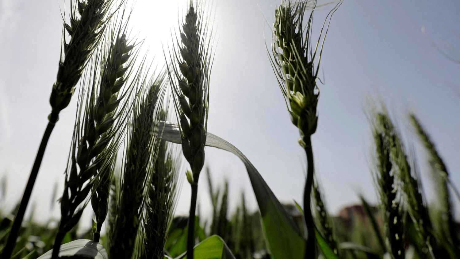 أسعار القمح تتراجع مع توقعات تحسن المحصول في أميركا 