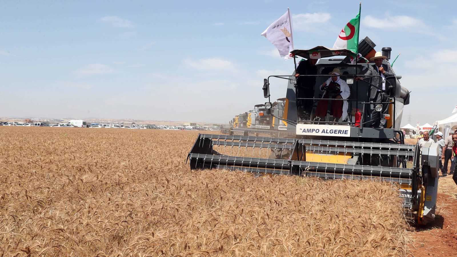 الجزائر تشتري 50 ألف طن قمح في مناقصة دولية 