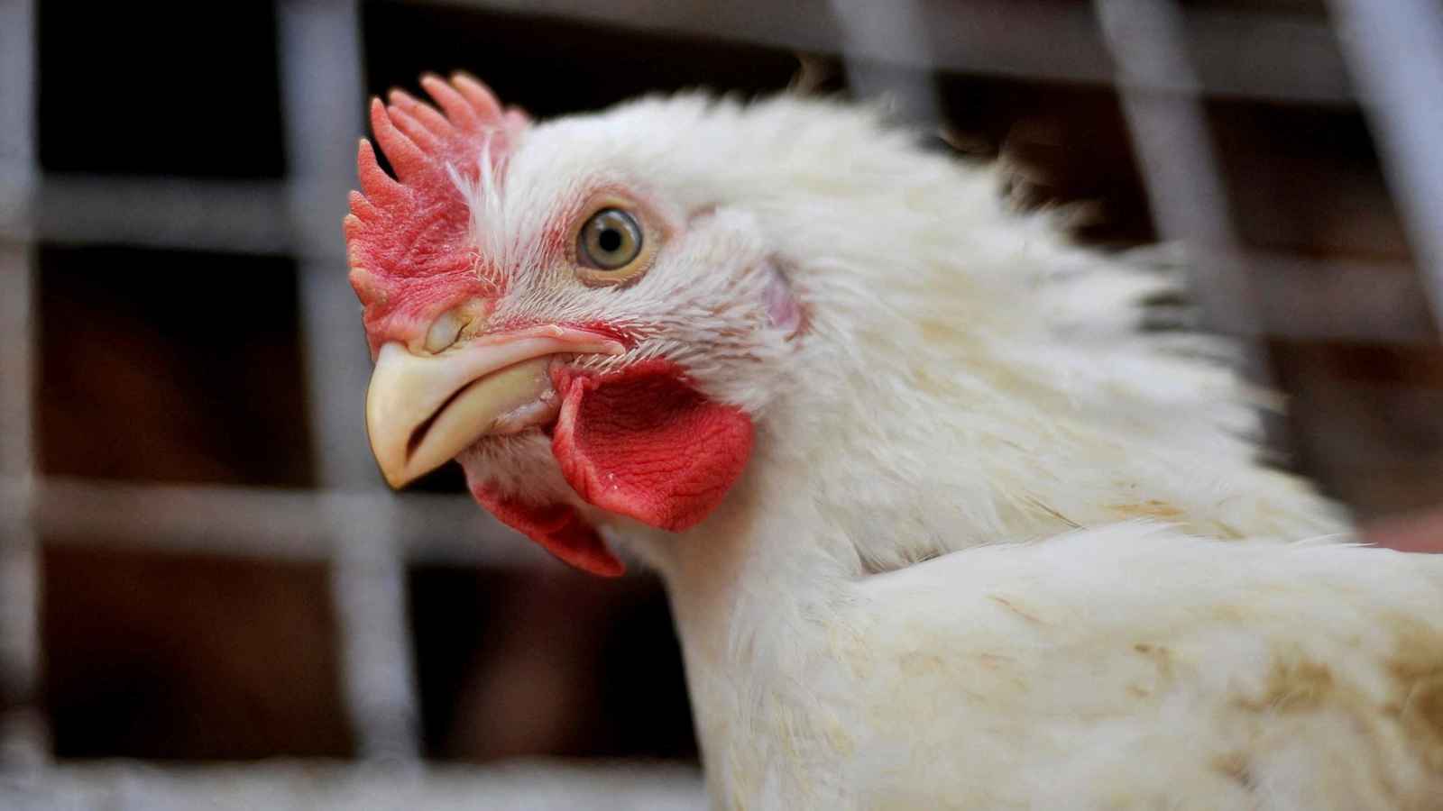 شعبة الدواجن توضح لـ«إرم بزنس» سبب ارتفاع الأسعار في مصر 