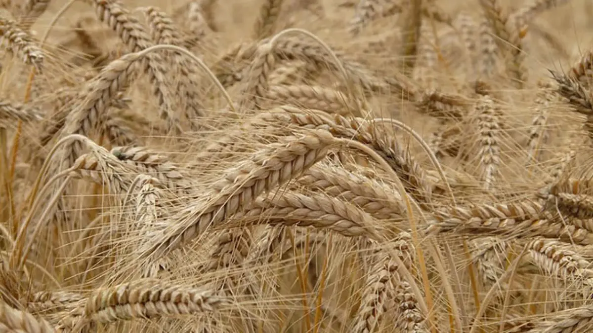 العراق: خطة لشراء 1.3 مليون طن من القمح