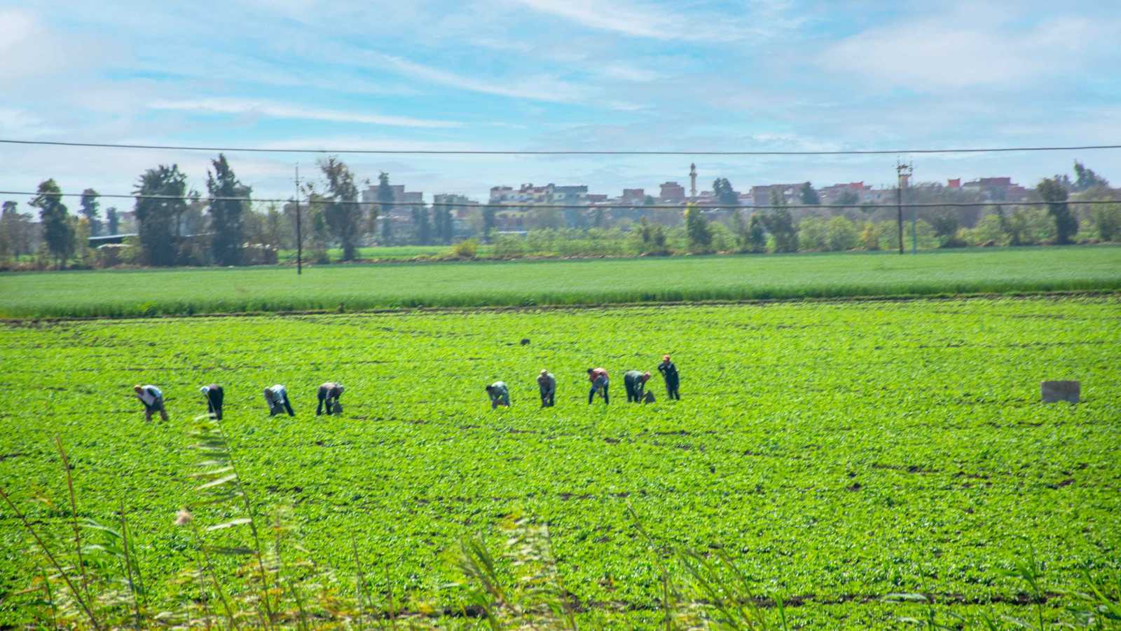 مسؤول لـ«إرم بزنس»: انتظام توريد الأسمدة المدعمة في مصر والاحتياطي آمن 