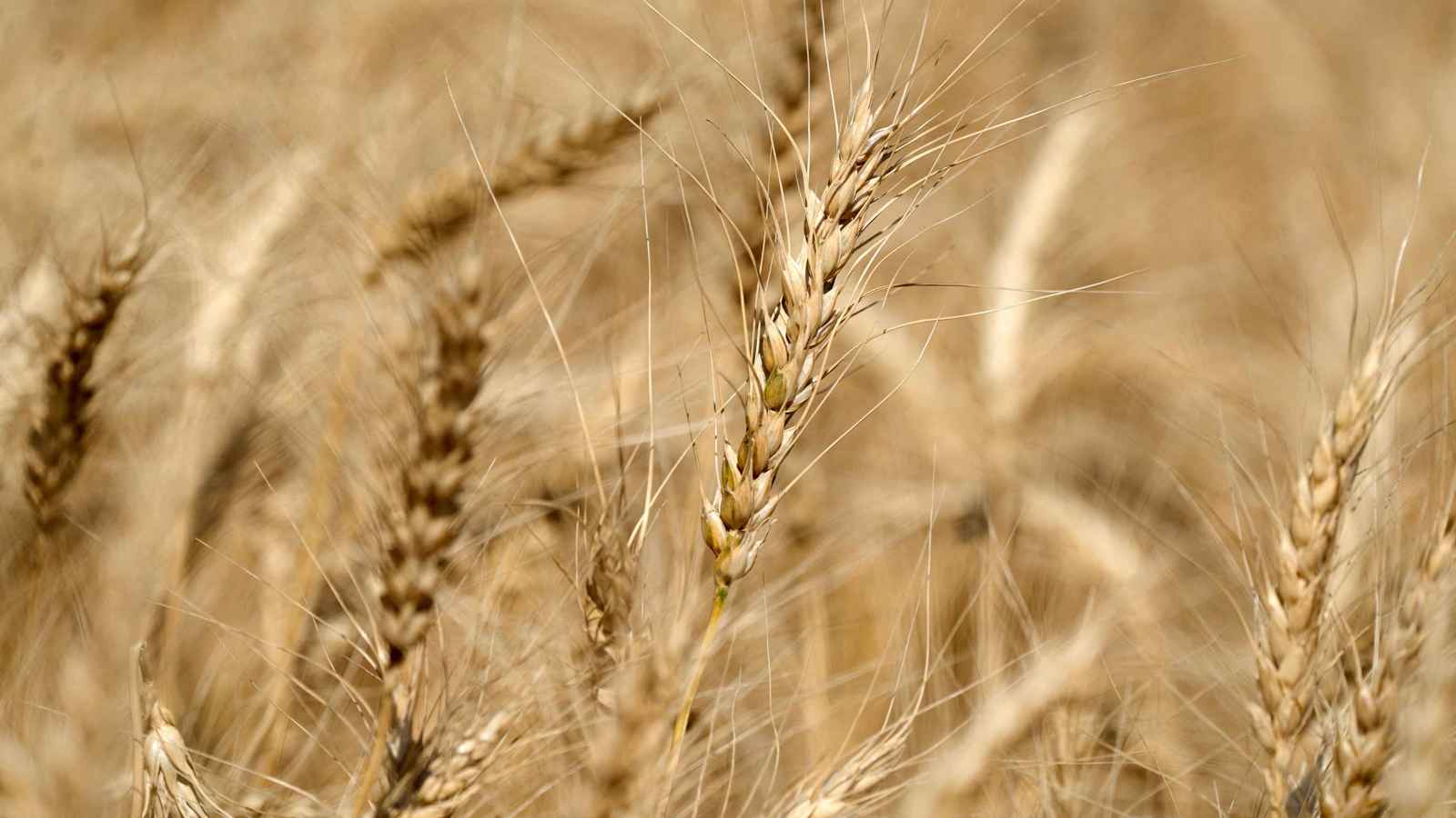 الأردن يشتري 60 ألف طن قمح في مناقصة دولية 