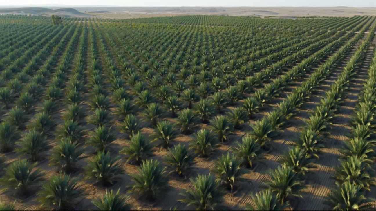 عُمان تنفذ 493 مشروعا استثماريا بـ5 مليارات دولار لتعزيز الأمن الغذائي 