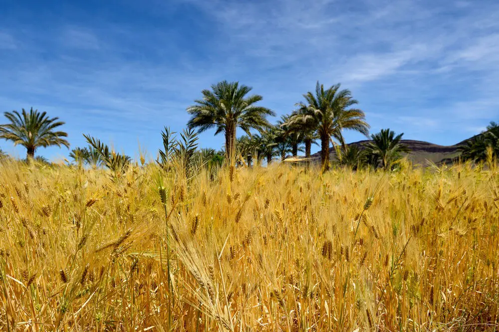 المغرب.. توقعات بنمو قطاع الزراعة بـ 30%