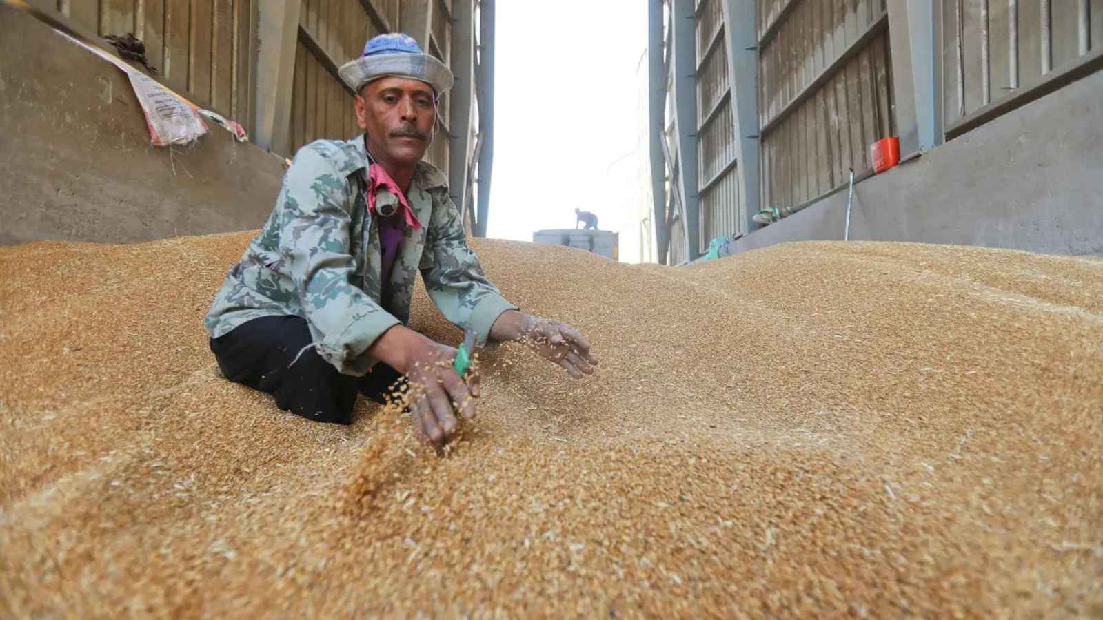 مصر ترفع سعر شراء القمح المحلي لتعزيز الاحتياطيات 