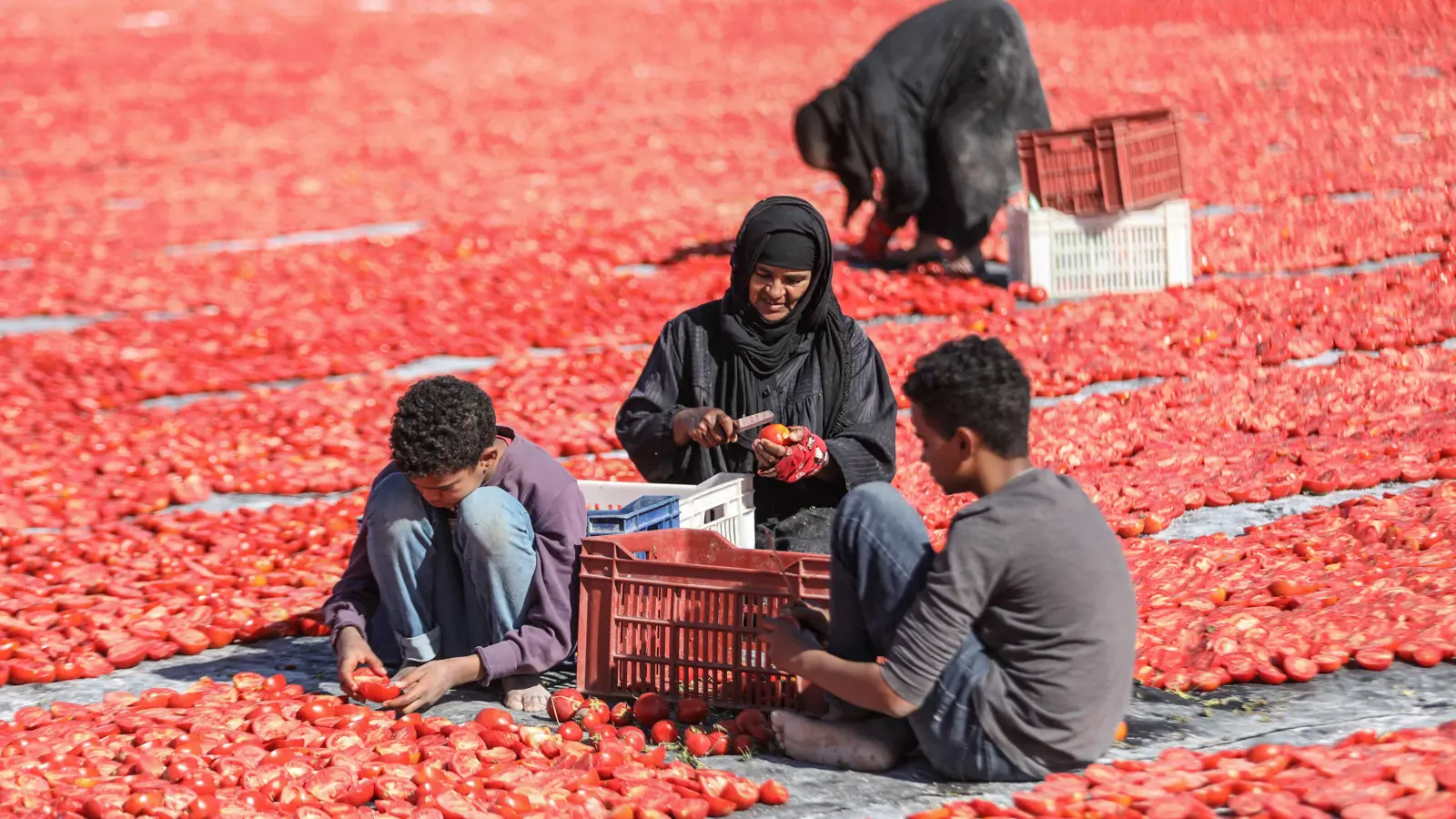 «هاينز» العالمية تخطط لجعل مصر مركزا صناعيا وتصديريا للطماطم