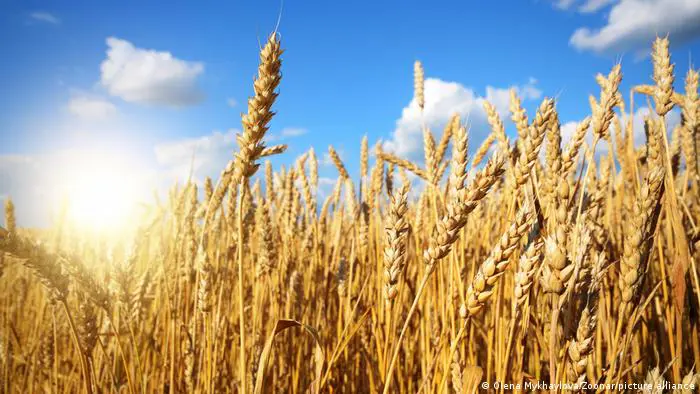 4.7 مليون طن منتجات زراعية صدرتها أوكرانيا منذ التوصل لاتفاق الحبوب