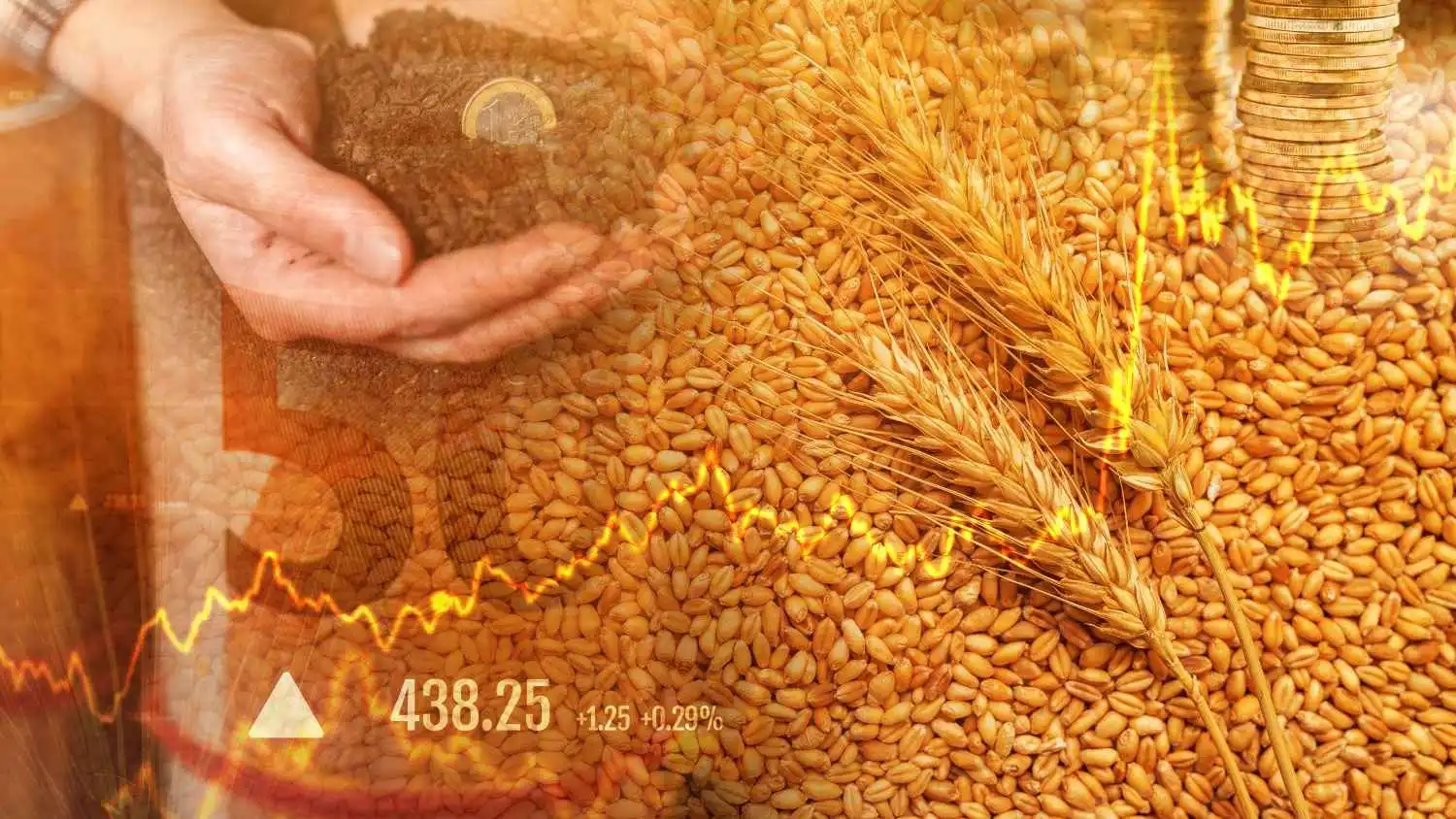 أسعار القمح ترتفع مع تراجع آمال انتعاش صادرات منطقة البحر الأسود