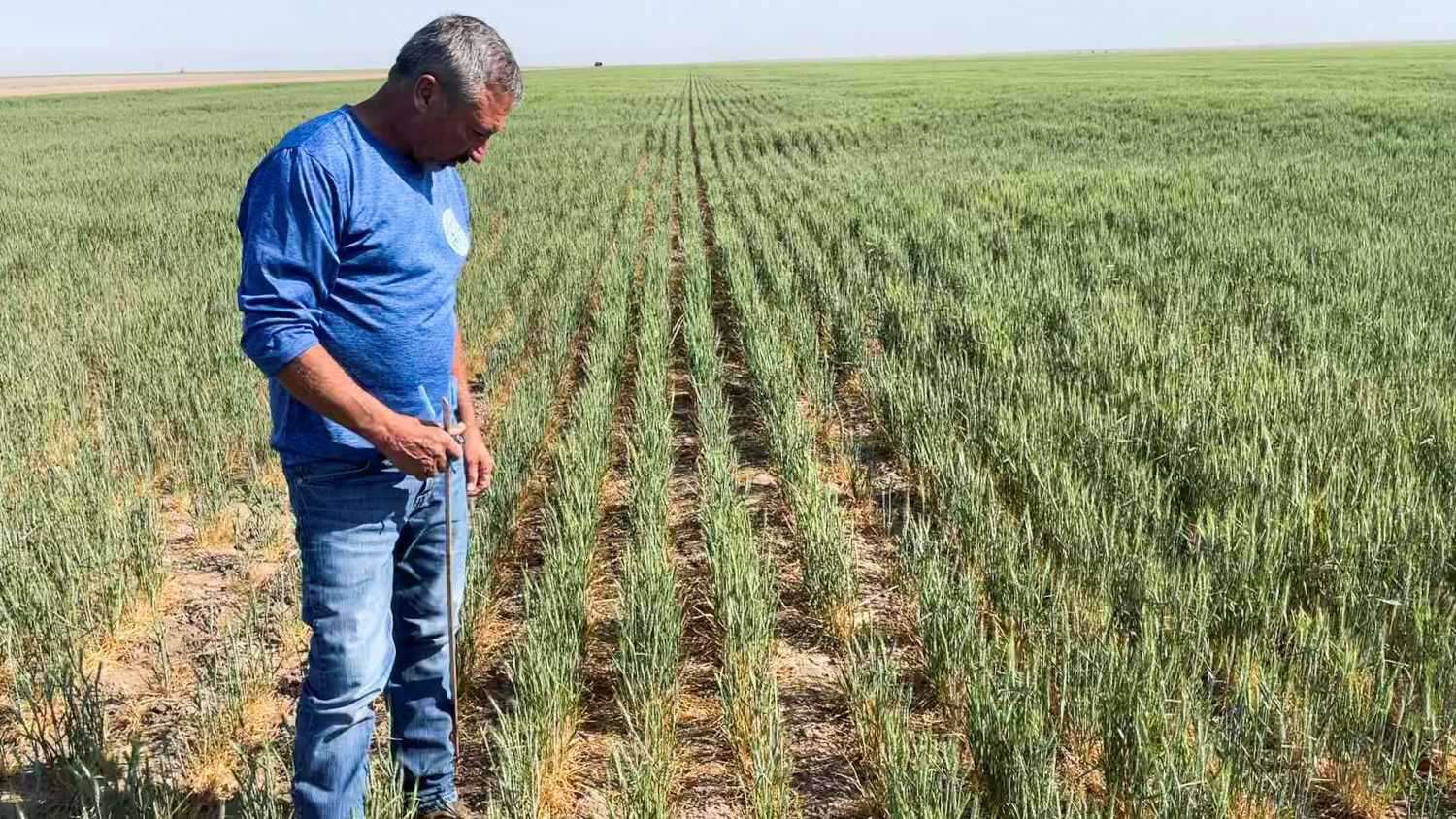 مخاوف الجفاف تصعد بأسعار القمح لأعلى مستوى منذ سنتين 