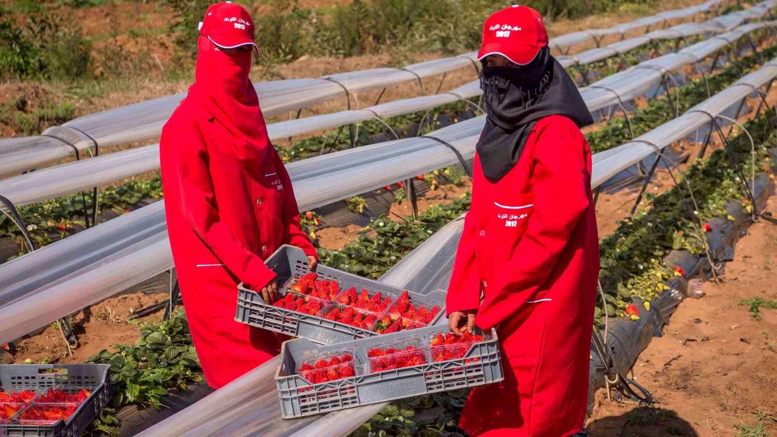 مزارع المغرب تستعين بالمهاجرين من غرب إفريقيا لمواجهة نقص العمالة 