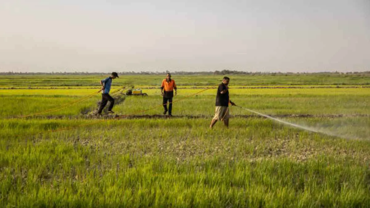 العراق يستأنف زراعة الأرز بسلالة هجينة تستهلك مياهاً أقل