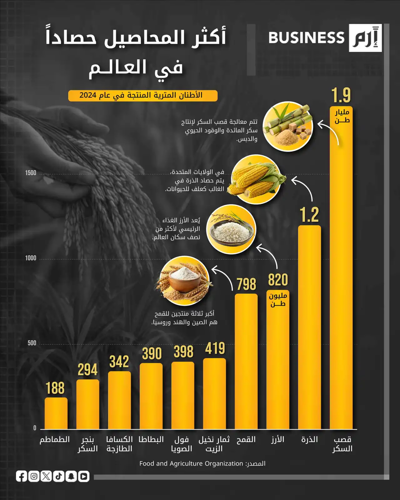 قصب السكر يتصدر عالمياً.. خريطة أكبر المحاصيل الزراعية حصاداً