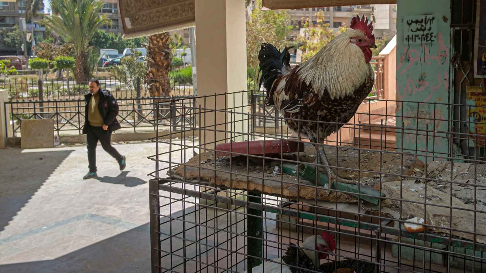 فائض إنتاج وهبوط أسعار يضربان سوق الدواجن في مصر.. هل ينقذها التصدير؟ 