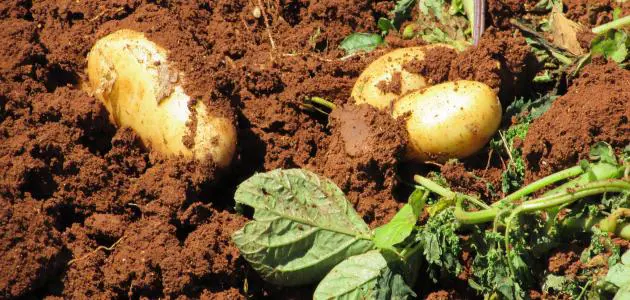 "بطاطس البيرو" و "ذرة المكسيك" في مأزق التضخم