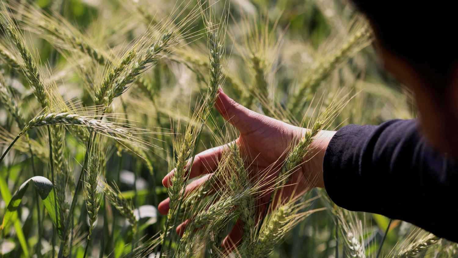 أسعار القمح تقفز لأعلى مستوى منذ عام وسط مخاوف على المحاصيل 