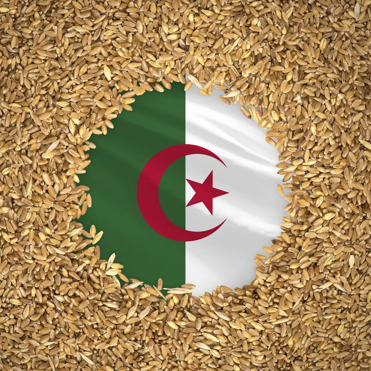 الجزائر تطرح مناقصتين لشراء قمح الطحين والشعير