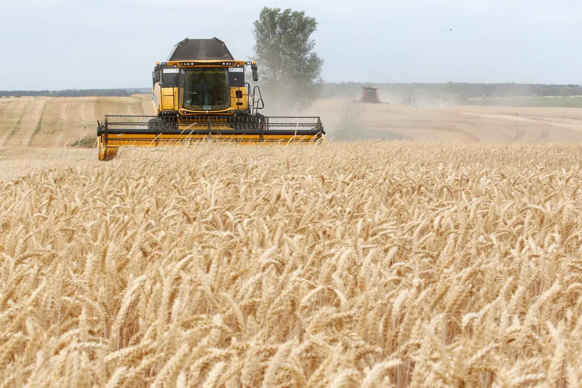 مصر تشتري 3.5 مليون طن من القمح منذ تموز الماضي 

