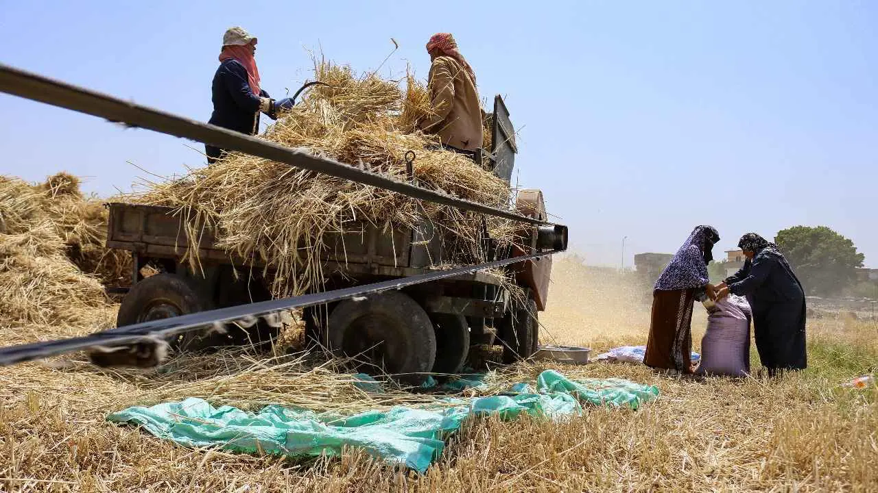 "نقص" السماد يربك مزارعي مصر رغم التوقعات بـ"انفراجة" قريبة