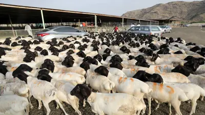 لقطة من أحد أسواق المواشي في مكة قبل عيد الأضحى.