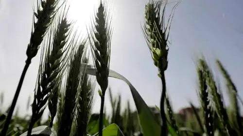 حقل قمح في القليوبية، شمال شرقي القاهرة، في 1 مارس 2022