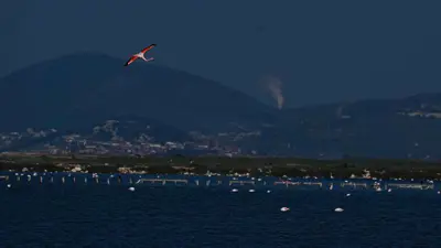 طيور الفلامينغو في دلتا جيدز، إحدى المناطق المهمة في تركيا، التي تواجه تهديدات بسبب التغير المناخي والجفاف والتلوث، إزمير، تركيا، 28 يناير 2025