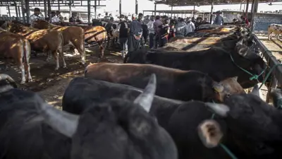 مزارعون يبيعون الماشية قبل عيد الأضحى في سوق الماشية بمدينة أربيل في العراق يوم 26 يونيو 2023