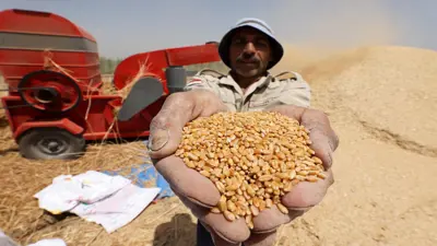 مصر تكشف عن احتياطي القمح