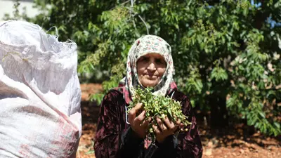 سيدة سورية بمنطقة جبل الزاوية في محافظة إدلب شمال غرب سوريا تشارك في حصاد المحلب الذي يعد من التوابل المحببة في عدة بلدان، 1 يونيو 2024.
