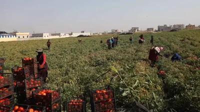 يعملون في حقل زراعي بمدينة إدلب شمالي سوريا - يوم 23 يونيو 2024.