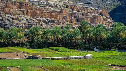 مزرعة في ولاية الحمراء، سلطنة عُمان.